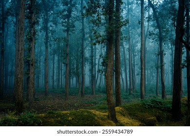 A misty forest filled with towering trees and lush greenery, creating a tranquil and mystical atmosphere that captures the serene beauty of nature’s untouched wilderness. - Powered by Shutterstock