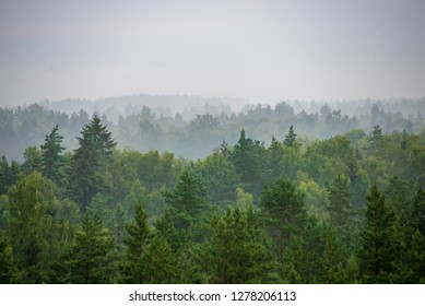 misty forest in foggy morning. far horizon. spruce and pine tree forest abstract texture background