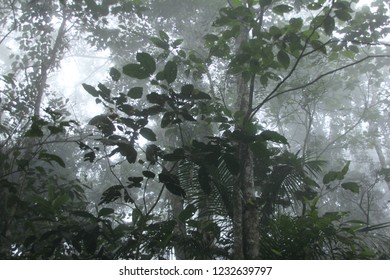 Misty Forest, Henri Pittier National Park, Venezuela