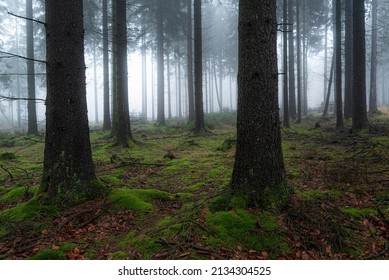Misty forest landscape with coniferous trees and moss-covered floor and mysterious light and fog in background, Mörth, Teutoburg Forest, Germany - Shutterstock ID 2134304525