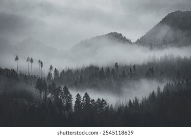 A misty forest landscape with tall trees and mountain silhouettes in the background - Powered by Shutterstock