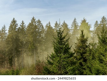 A misty forest with larch and evergreen trees, shrubs, and grass, set against a backdrop of a clear blue sky with fluffy clouds - Powered by Shutterstock