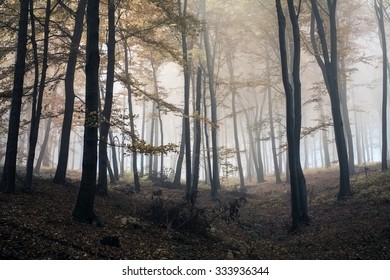 Misty Forest Morning Stock Photo 333936344 | Shutterstock