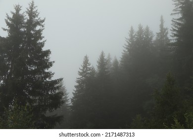 Misty Forest Noble Fir Tress  