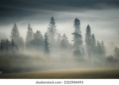 Misty forest on a foggy morning. The tall pine trees on both sides of the path create a natural tunnel effect, with their branches reaching towards the sky. - Powered by Shutterstock