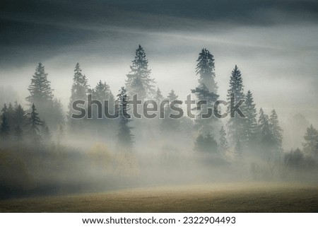 Misty forest on a foggy morning. The tall pine trees on both sides of the path create a natural tunnel effect, with their branches reaching towards the sky.