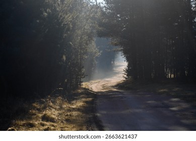 Misty Forest Path with Dramatic Sunbeams