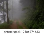 A misty forest path enveloped in fog, flanked by tall trees and dense greenery, creating a mysterious and serene atmosphere, fading into the distance. Autum