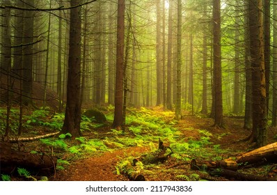 Misty forest path landscape. Forest mist view. Misty forest trees background. Mist in forest