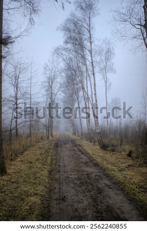 A misty forest path lined with tall, leafless trees on a foggy day. The dirt road stretches into the distance, surrounded by bare branches and a muted, overcast sky.