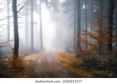 Misty forest path surrounded by tall trees and orange autumn leaves. Mist creates a serene atmosphere. The trail is covered with fallen leaves. The scene is calm and tranquil. - Powered by Shutterstock