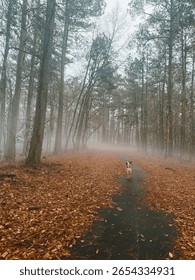 Misty forest path surrounded by vibrant fall leaves, enveloped in fog. This atmospheric scene evokes eerie, mysterious vibes—perfect for autumn, nature, and suspense themes.