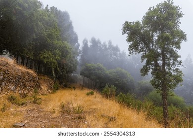 A misty forest path winding through a lush landscape, with tall trees lining the way - Powered by Shutterstock