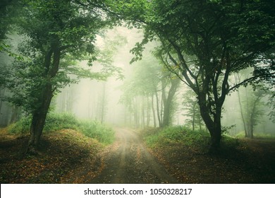 Misty Forest Road Background