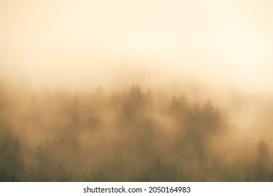 Misty Forest Rocky Mountain National Park Colorado