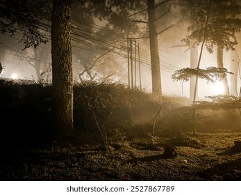 Misty forest scene at night with trees silhouetted by soft, ambient light, creating an eerie yet peaceful atmosphere. Ideal for themes of nature, mystery, and tranquility. - Powered by Shutterstock