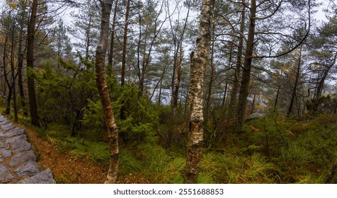 A misty forest scene with tall trees and dense undergrowth, featuring a stone path on the left side. The atmosphere is serene and natural, with a soft, diffused light. - Powered by Shutterstock