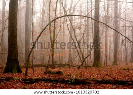 Similar – Image, Stock Photo Lost Forest Fog Tree