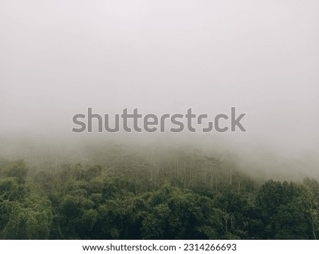 Misty forest with tall, green trees and a grey sky. A mountain range is partially obscured by fog.