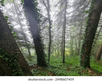 Misty forest with tall pine trees shrouded in dense fog, creating a tranquil and ethereal atmosphere. - Powered by Shutterstock