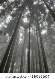 Misty forest with towering trees, dense fog, and atmospheric woodland landscape creating a mysterious and serene natural scene.