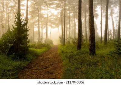 Misty forest trail. Trail in misty forest