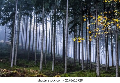 Misty forest trees background. Forest mist. Misty forest trees. In misty forest - Shutterstock ID 2178615929