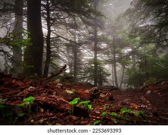 Misty forest with trees and fog, Parnitha, Greece - Shutterstock ID 2253693393