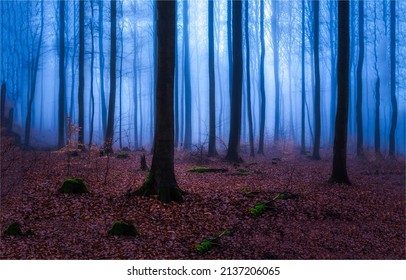 Misty Forest Trees On An Autumn Morning