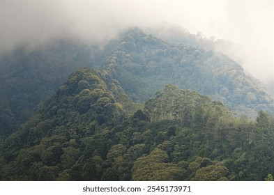 Misty Forested Mountainside with Lush Greenery and Fog - Powered by Shutterstock