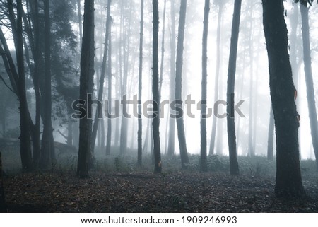 Misty forest,Fog and pine forest in the winter tropical forest,Fog and pine 