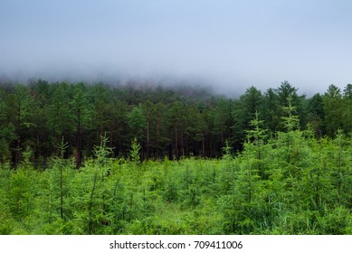 Misty green forest, the fog over the trees. Siberian taiga, 4k, time lapse