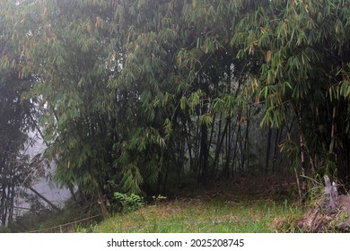 Misty Green Tropical Bamboo Forest