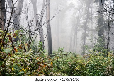 Misty Hike In Shenandoah National Park In Virginia In Summer