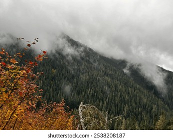 Misty Hillside with Green and Red Autumn Foliage - Powered by Shutterstock