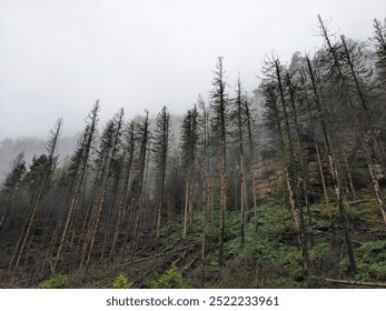 A misty hillside with tall, leafless trees stretches into the fog, creating a surreal and eerie atmosphere. The bare trunks stand starkly against the green undergrowth below. - Powered by Shutterstock