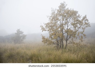 Misty Hillside. Trees standing in tall gras on a misty hillside in Faia, Portugal. - Powered by Shutterstock