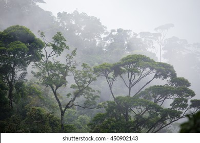 Misty Jungle Forest Near Rio At Brazil
