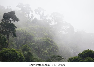 Misty Jungle Forest Near Rio At Brazil
