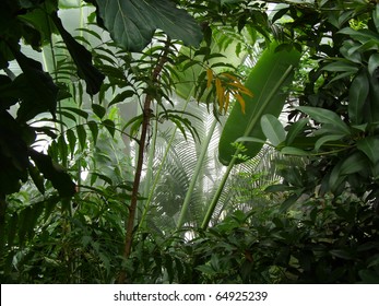 Misty Jungle / Rainforest Scene