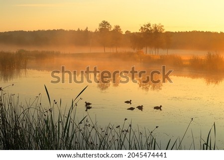 Misty landscape in the early morning at a golf course. Ducks swiming in the pond. Sun risning in the east. Next to a small lake. Vallentuna, Stockholm, Sweden, Scandinavia, Europe.
