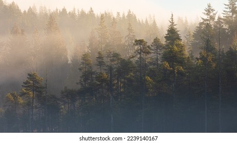 Misty landscape with fir forest. Fog over spruce forest trees at early morning. Spruce trees silhouettes on mountain hill forest at autumn foggy scenery. Travel photo, nobody