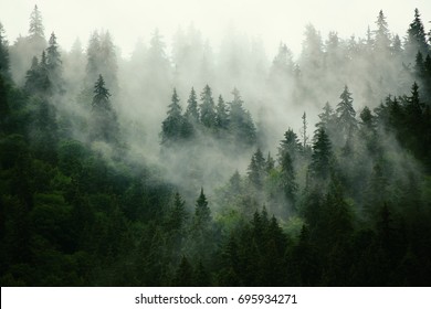 Misty landscape with fir forest in hipster vintage retro style - Powered by Shutterstock