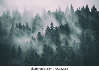 Misty landscape with fir forest in hipster vintage retro style - Shutterstock ID 700132255