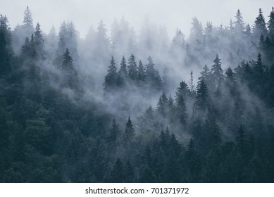 Misty landscape with fir forest in hipster vintage retro style - Shutterstock ID 701371972
