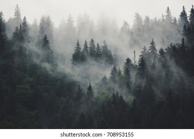 Misty landscape with fir forest in hipster vintage retro style - Shutterstock ID 708953155