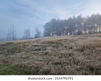 Misty landscape with tall pine trees on a grassy hill. The sunrise sun is partially visible through the dense fog, creating a serene and tranquil atmosphere. Calm and ethereal morning scene - Powered by Shutterstock