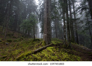Misty landscape view of a wild green fir forest. Mountain fog and fallen trunks.