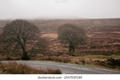 Misty Landscape with Winding Road and Leafless Trees in the Countryside - Powered by Shutterstock