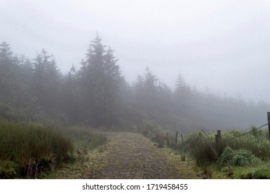 Misty Lanscape Near Bantry, Ireland